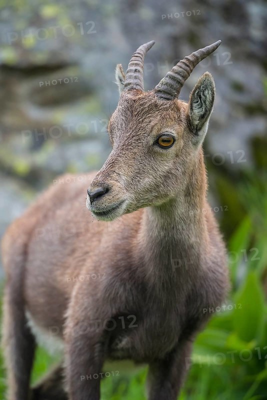 Alpine Ibex (Capra ibex)