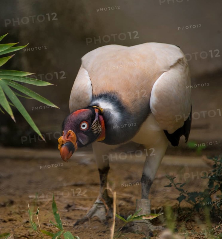King vulture (Sarcoramphus papa)
