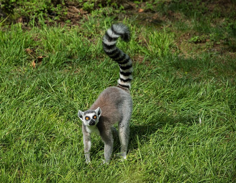 Ring-tailed Lemur (Lemur catta) standing in the grass