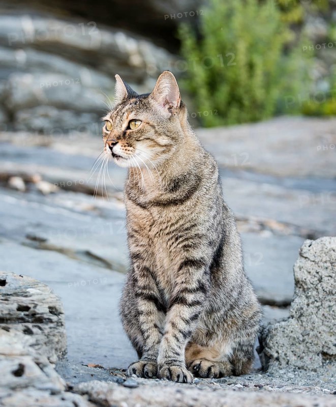 Tabby cat sitting on stone