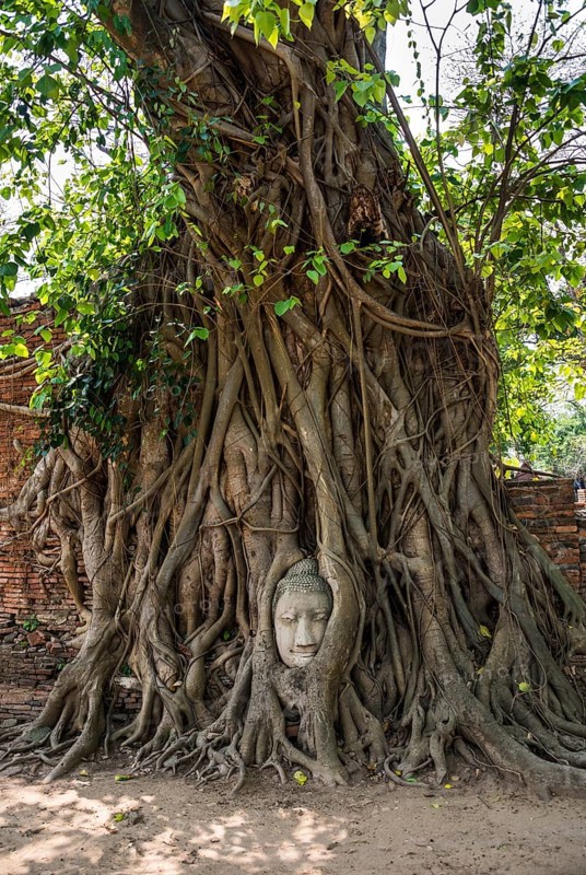 Buddha head statue in bodhi tree (Ficus religiosa) roots