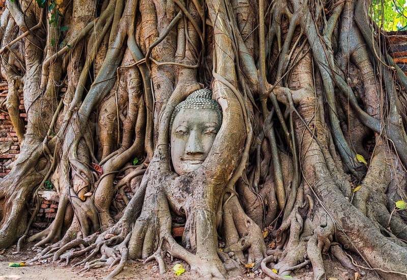 Buddha head statue in bodhi tree (Ficus religiosa) roots