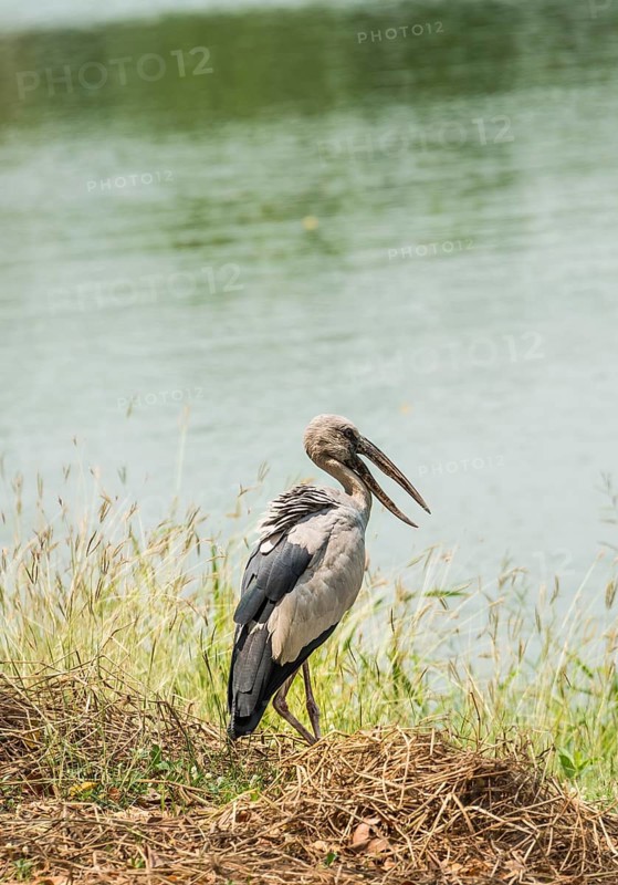 Asian openbill or Asian openbill stork (Anastomus oscitans) standing by water