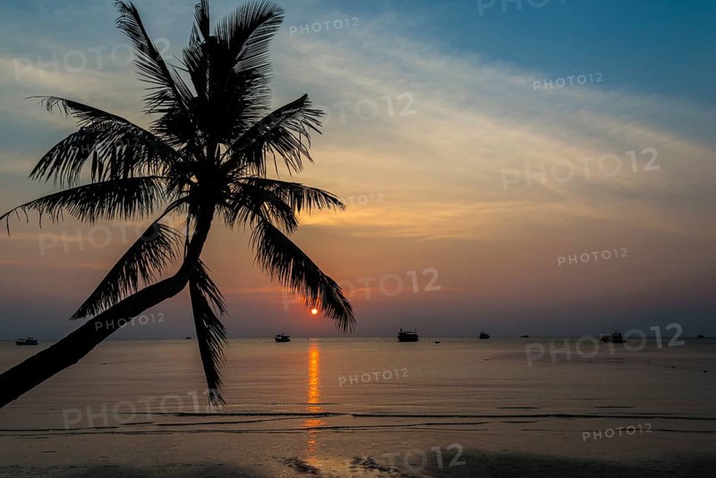 Palm tree by sea at sunset