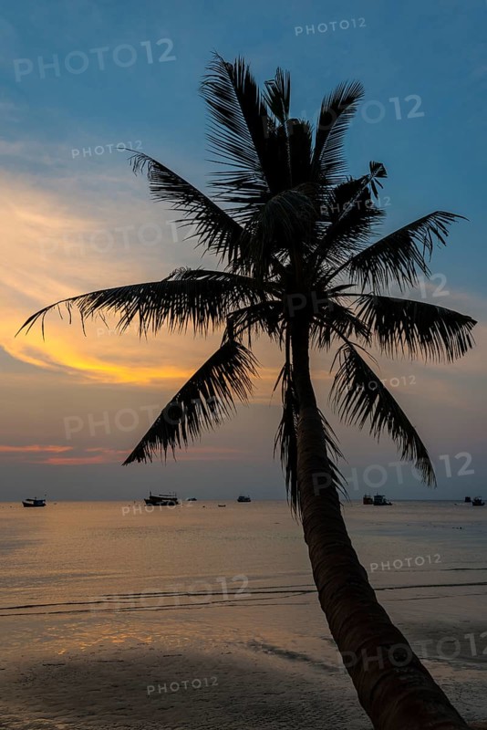 Palm tree by sea at sunset