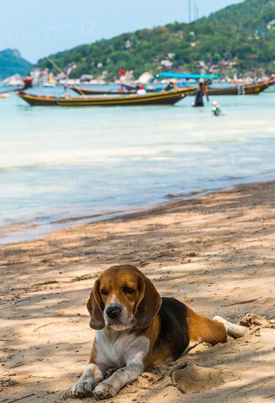 Dog lying by sea on sandy beach