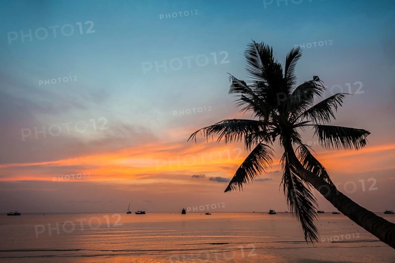 Palm tree at sunset
