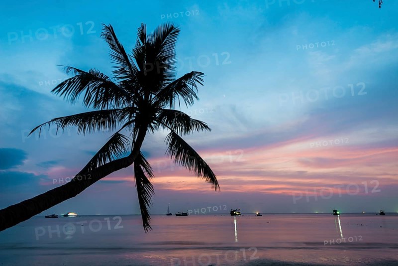 Palm tree at sunset