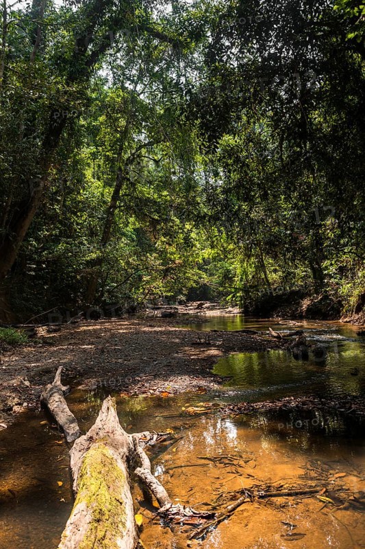Small jungle stream