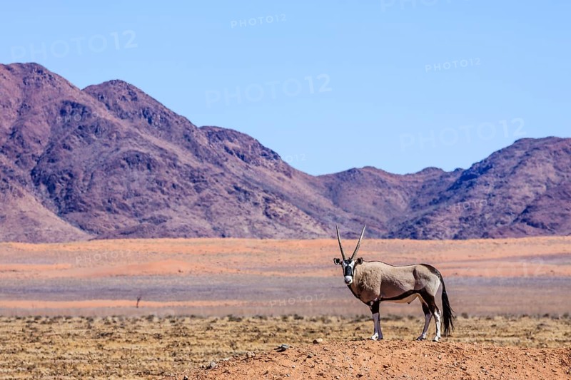 Gemsbock or gemsbuck (Oryx gazella) in Namib Naukluft Park