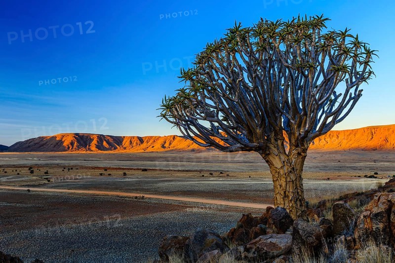 Quiver tree or kokerboom (Aloe dichotoma) in front of Rooirand mountains in evening light
