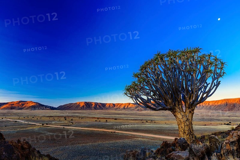Quiver tree or kokerboom (Aloe dichotoma) in front of Rooirand mountains in evening light