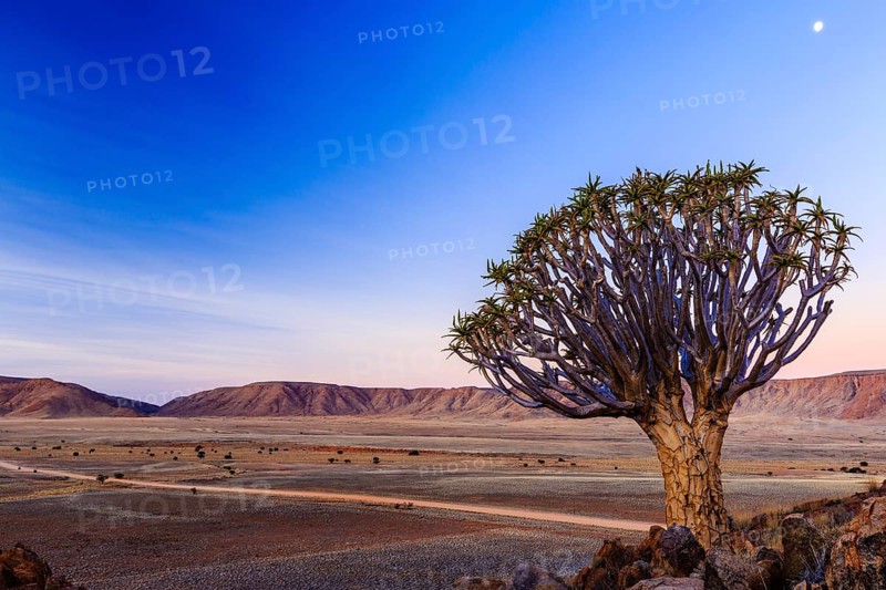 Quiver tree or kokerboom (Aloe dichotoma) in front of Rooirand mountains