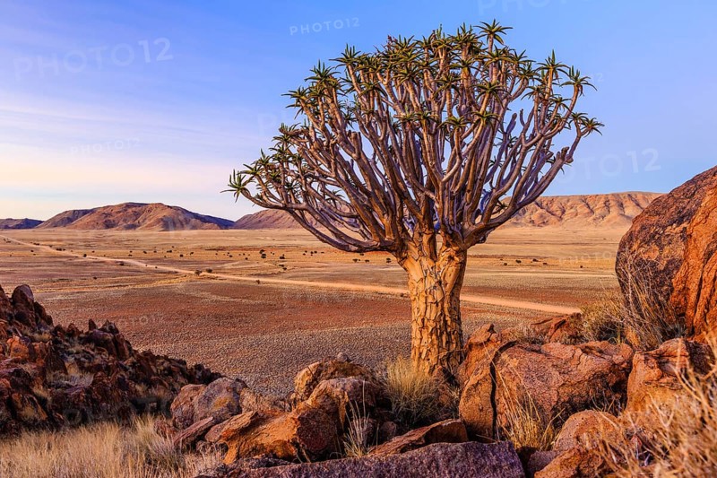 Quiver tree or kokerboom (Aloe dichotoma) in front of Rooirand mountains