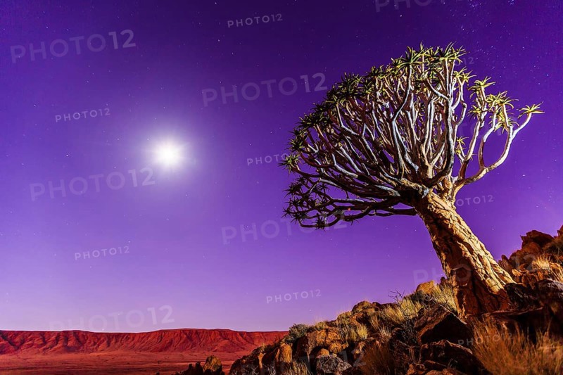 Quiver tree or kokerboom (Aloe dichotoma) in front of Rooirand Mountains at night