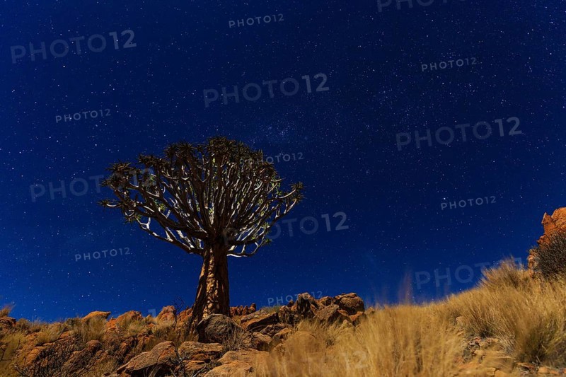 Quiver tree or kokerboom (Aloe dichotoma) in front of starry night sky