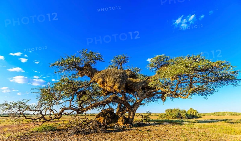 Camel thorn tree with nests of Sociable Weavers (Philetairus socius)