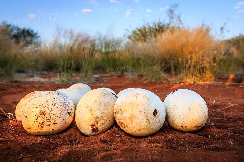 Nest with ostrich eggs in the red sand