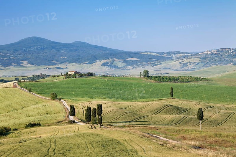 Tuscan landscape with cypress trees