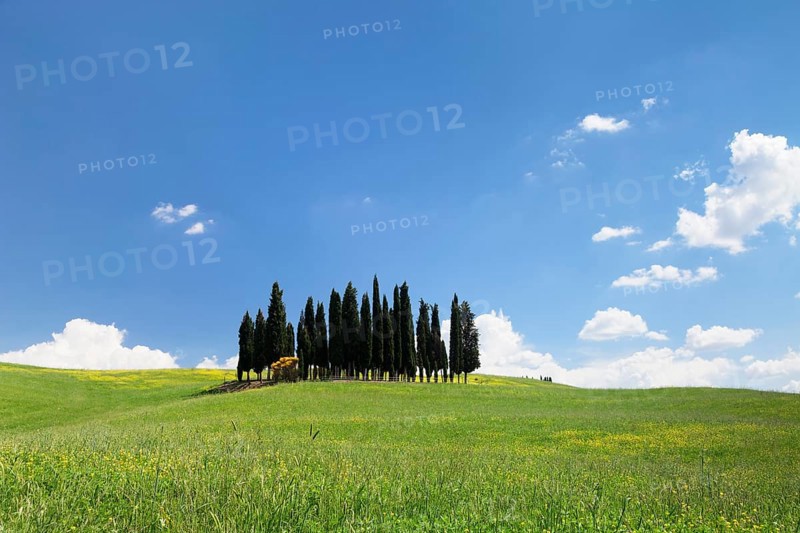 Cypress tree group at San Quirico