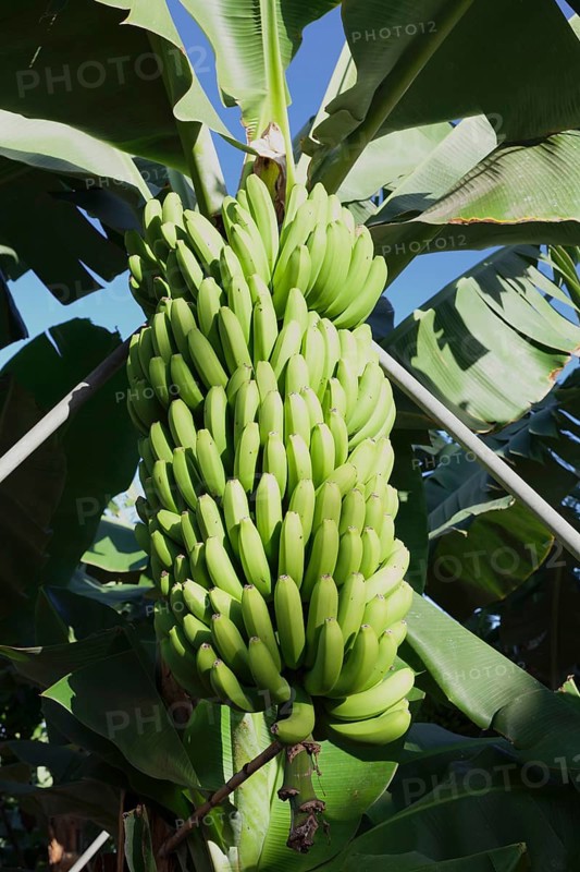 Canary banana (Musa sp.)