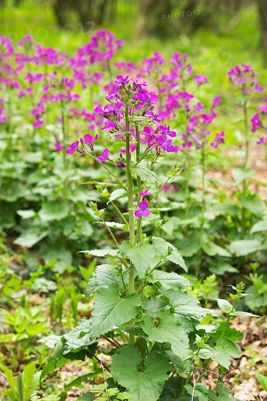 Dame's Rocket (Hesperis matronalis)