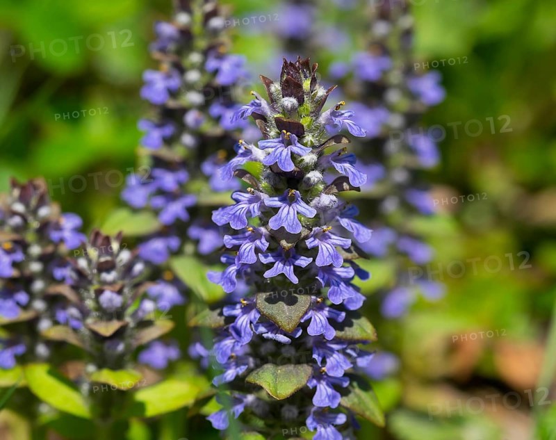 Bugleweed (Ajuga reptans)