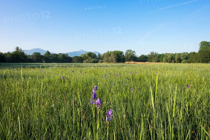 Siberian iris (Iris sibirica) on bog meadow