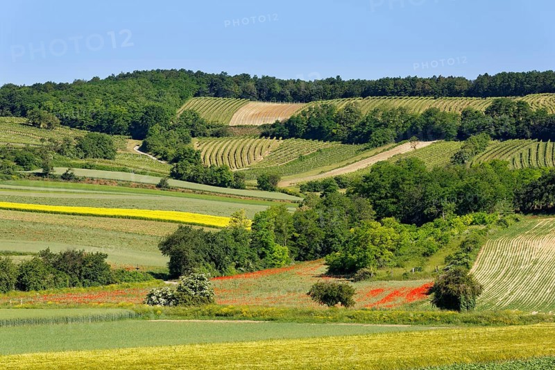 Landscape of fields and vineyard