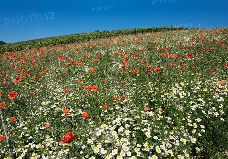 Flower meadow with poppies (Papaver rhoeas) and daisies (Leucanthemum)
