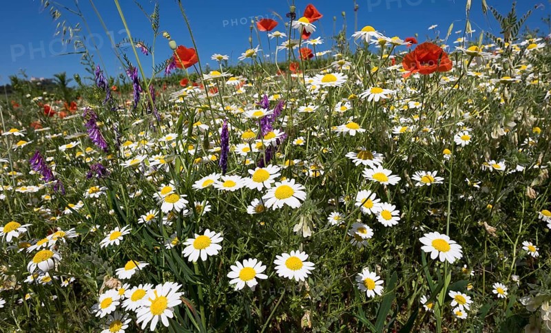 Flower meadow with poppies (Papaver rhoeas) and daisies (Leucanthemum)