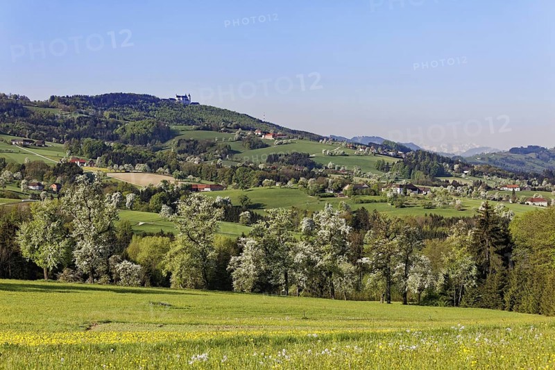 Sonntagberg with flowering pear trees