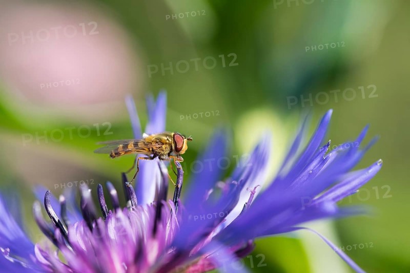 Hoverfly (Epistrophe sp) on flower of perennial cornflower (Centaurea montana)