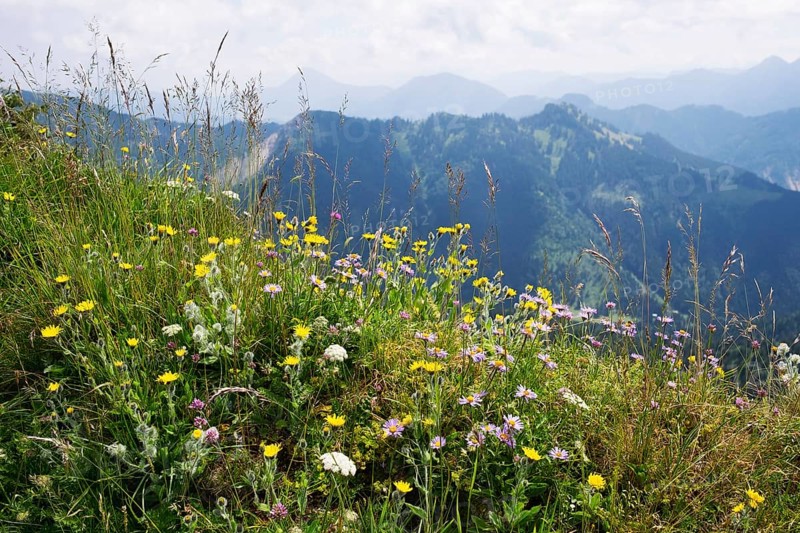 Mountain flower meadow on Hochgern