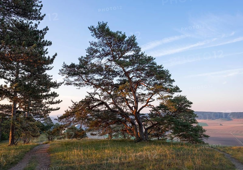 Road and pine trees in the Grainberg-Kalbenstein nature reserve