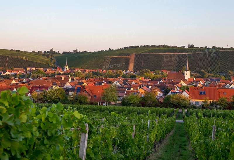 Nordheim am Main and Escherndorf behind