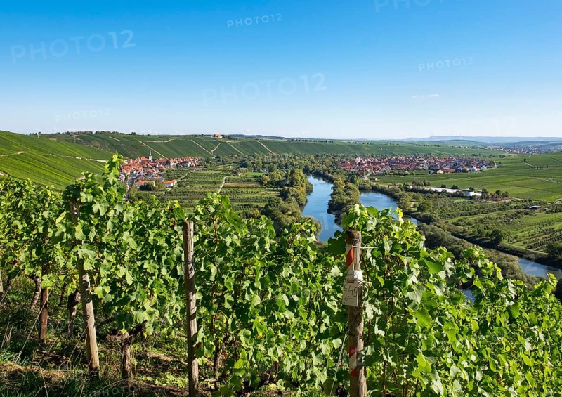 Vineyard by the Main