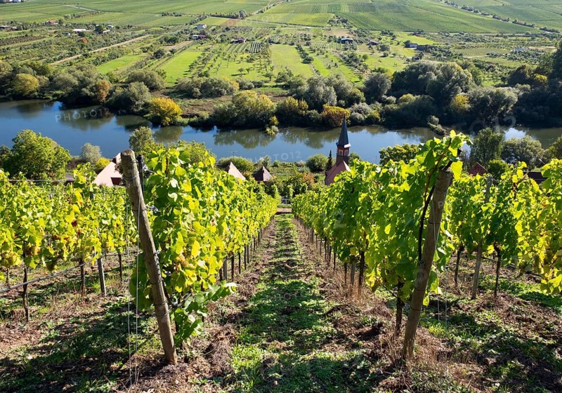 Vineyard with the village of Kohler and the Main