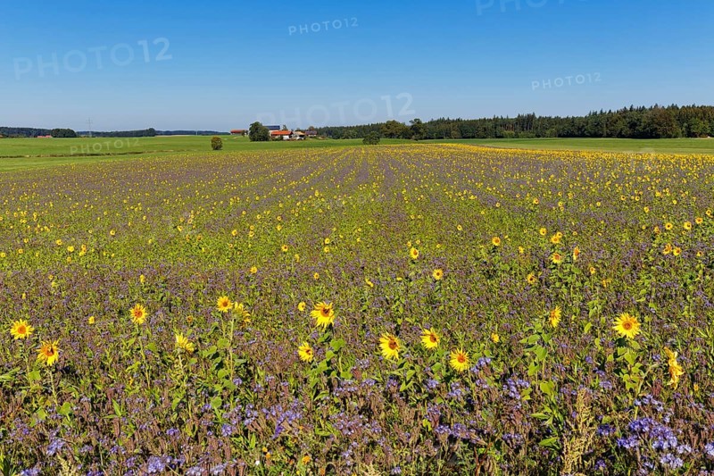 Field of sunflowers (Helianthus) and lacy phacelia (Phacelia tanacetifolia)
