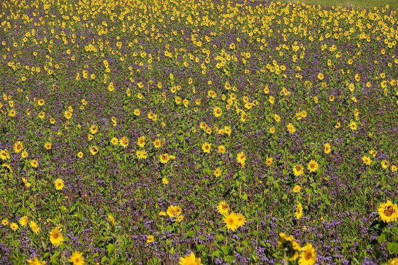 Field of sunflowers (Helianthus) and lacy phacelia (Phacelia tanacetifolia)