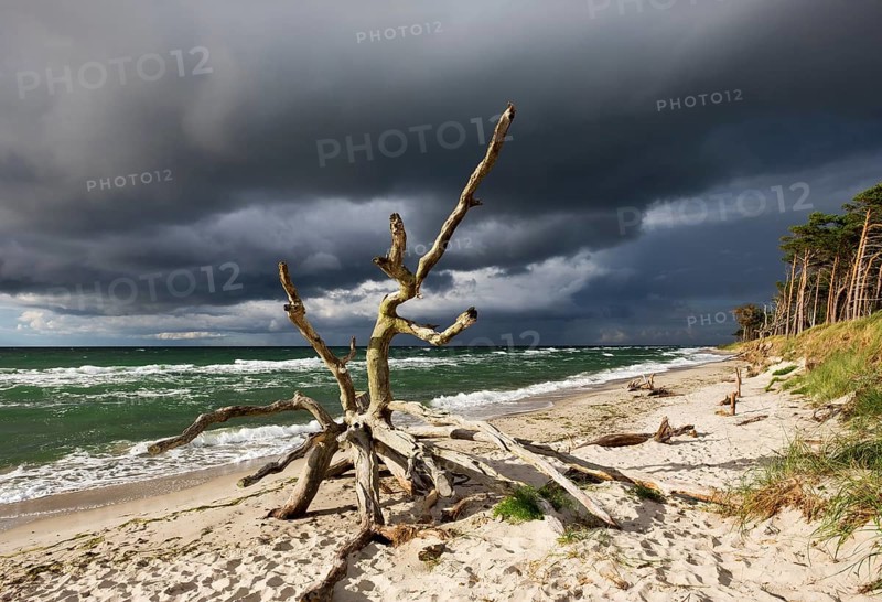 Dead tree on the west beach at the Baltic Sea