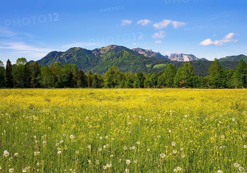 Flower meadow in Untersteinbach at Gaissach with Brauneck and Benediktenwand