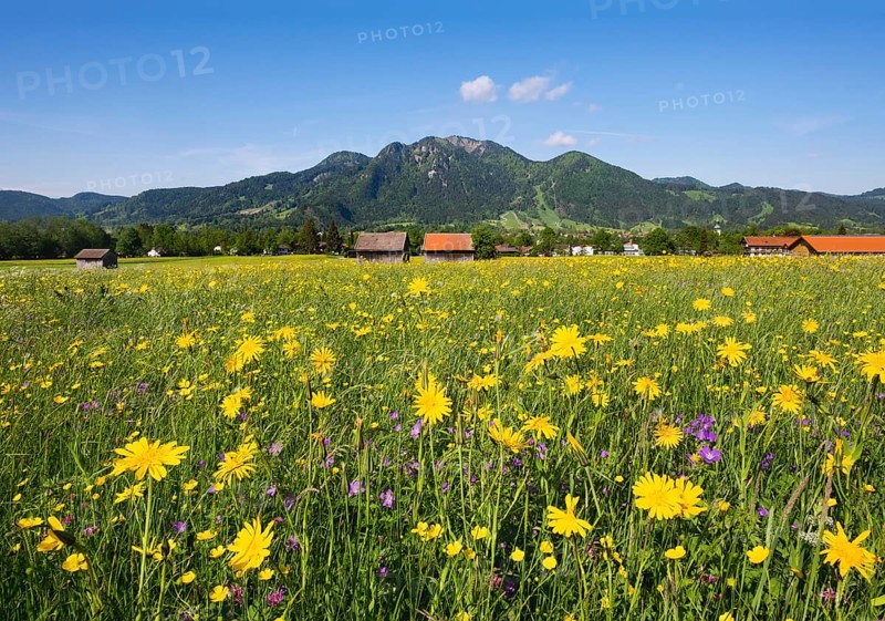 Spring meadow with Meadow Salsify (Tragopogon pratensis)