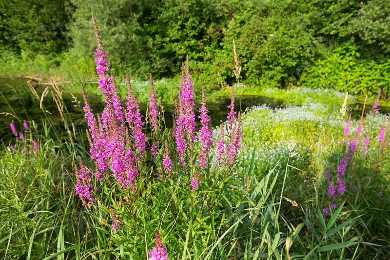 Purple-loosestrife (Lythrum salicaria)