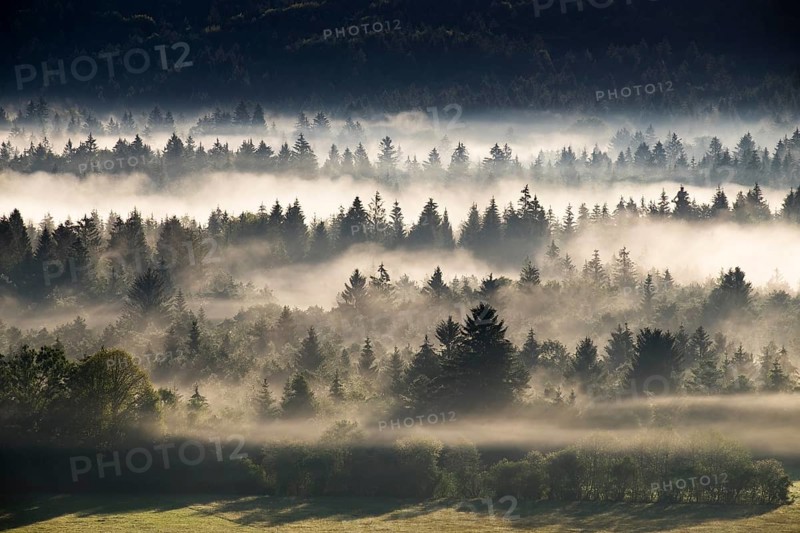 Morning mist over the Puppiger Au in the Nature Reserve Isarauen