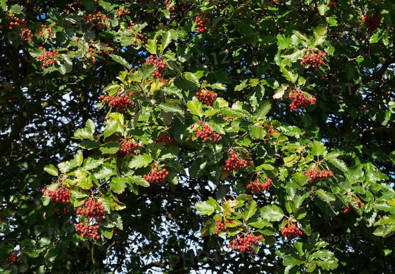 Common whitebeam (Sorbs aria) leaves and fruit