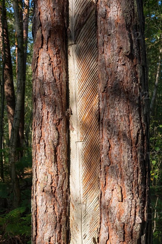 Pine trunk with bark stripped away to obtain resin