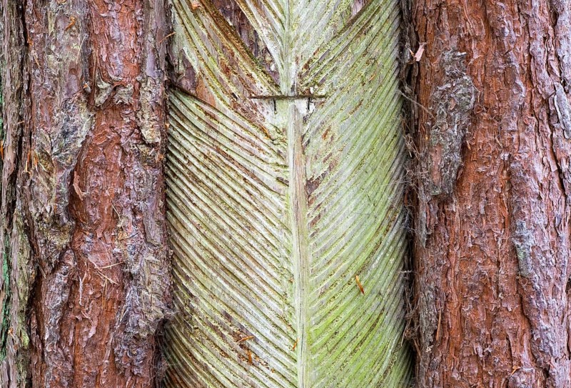 Pine trunk with bark stripped away to obtain resin