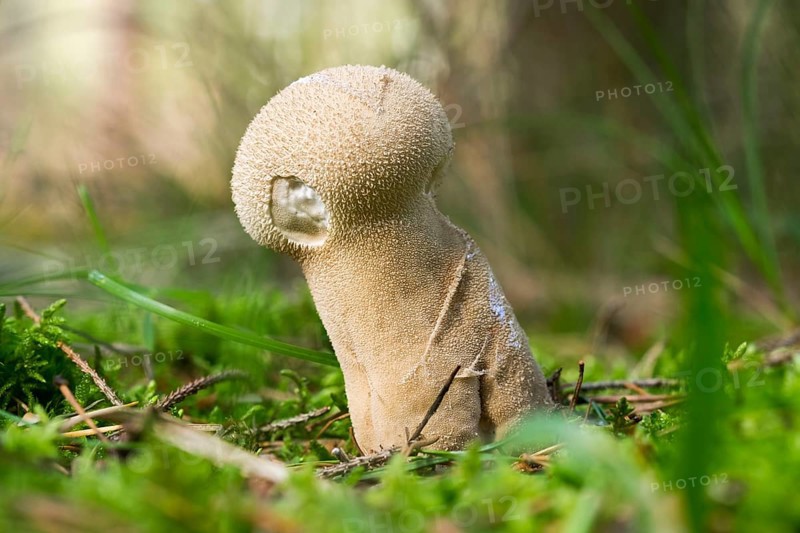 Pestle puffball or long-stemmed puffball (Lycoperdon excipuliforme)