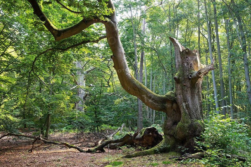 Old gnarled beech (Fagus sylvatica)